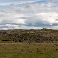 G37A9830 12/01/2019 - Incroyable et inhabituelle concentration de guanacos, serait-ce la saison des amours ? An amazing gathering of guanacos - is it love or the safety...